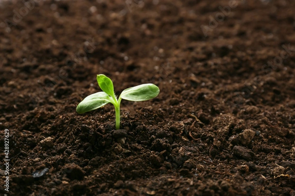 Fototapeta Green seedling growing in soil outdoors