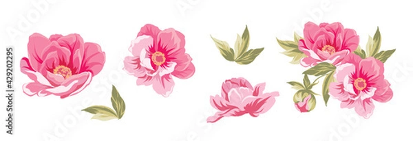 Fototapeta Set of differents peonies on white background.