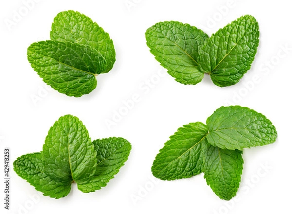 Fototapeta Mint leaf isolated. Fresh mint on white background. Set of mint leaves top view. Full depth of field.