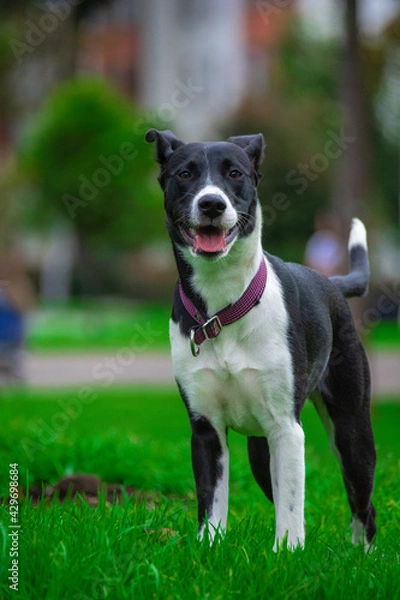 Fototapeta dogs in the park playing 