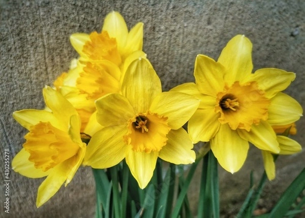 Fototapeta daffodils in the wind