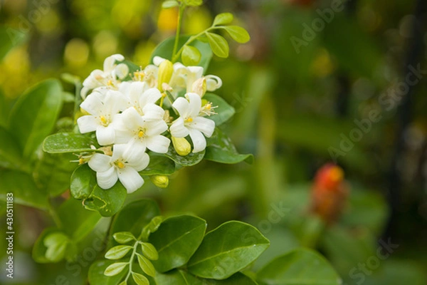 Fototapeta Beautiful white Murraya flowers blooming and fragrant in garden