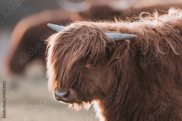 Fototapeta scottish cows in the fields