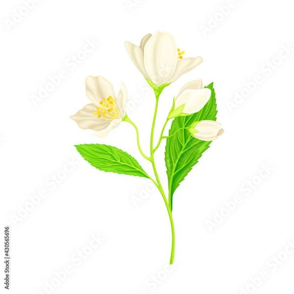 Fototapeta White Fragrant Flowers of Jasmine Plant Specie Sprig with Pinnate Leaves Closeup Vector Illustration