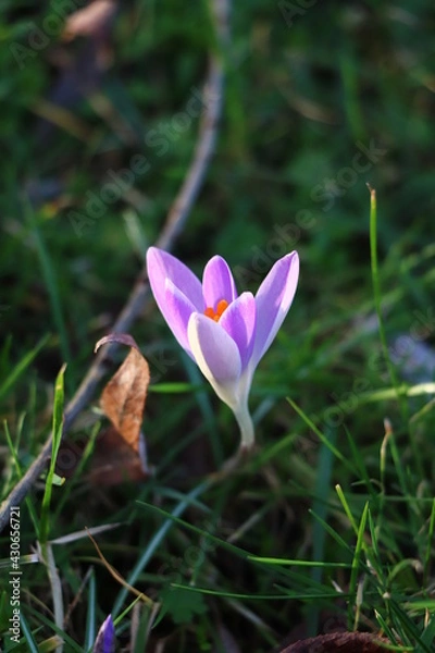 Fototapeta Lila Krokus auf freier Wiese