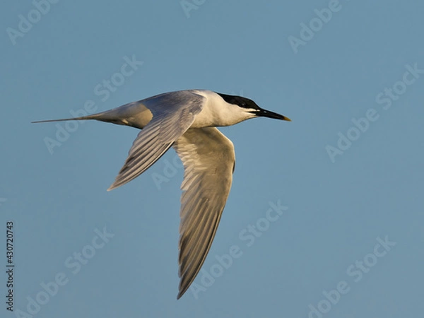 Fototapeta Sandwich tern (Thalasseus sandvicensis)