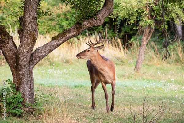 Fototapeta A magnificent male deer is eating in the woods