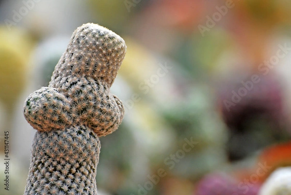 Fototapeta Cactus with white thorn isolated blurred black Background or call  Mammillaria mystax cactus , Desert Houseplant gardening backdrop and beautiful detail with copy space