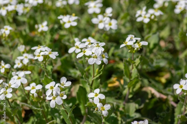 Fototapeta Arabis caucasica arabis mountain rock cress springtime flowering plant, causacian rockcress flowers with white petals in bloom