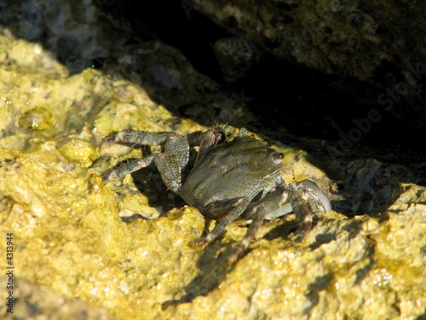 Fototapeta Crab