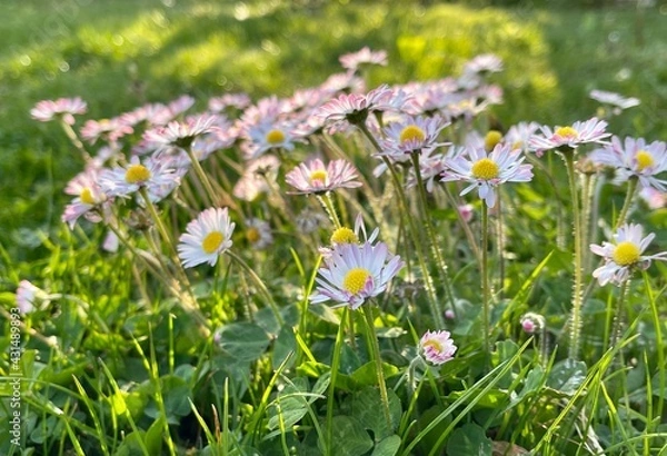 Fototapeta field of daisies, group of marguerites in evening sun 