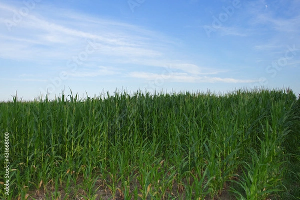 Fototapeta Plants of corn on a farm field under a blue sky. Agricultural landscape.