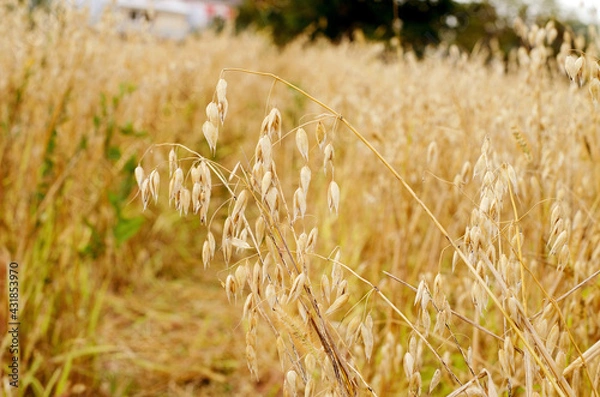 Fototapeta The ears of the oats in the field. Autumn grain harvest selective focus. Vegetable background