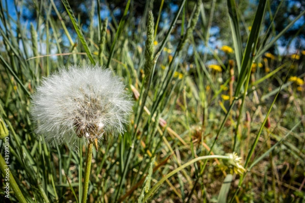 Fototapeta Pusteblume