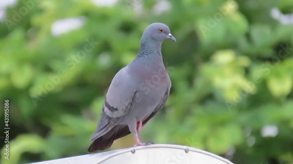 Fototapeta Rock Pigeon posing for its picture