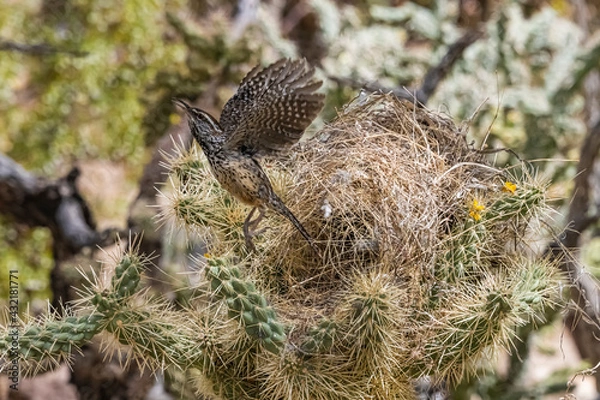 Fototapeta Cactus Wren (Campylorhynchus brunneicapillus) Tending Her Nest...the Cactus Wren is the Arizona State Bird, and They Aggressively Defend Their Nest Against Predators