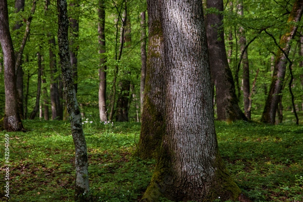 Fototapeta Trees in spring