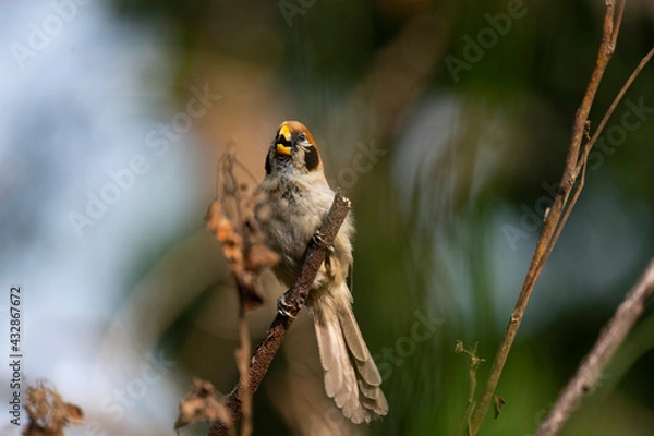 Fototapeta Grey - headed Parrotbill