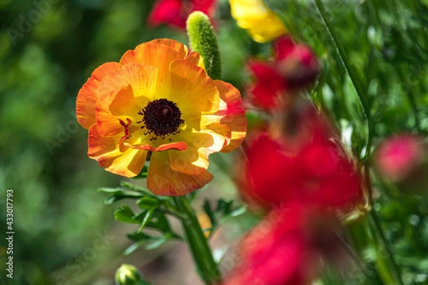 Fototapeta Fields of multicolored cultivated garden buttercups close-up