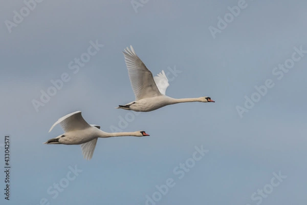 Obraz two flying swans against the sky
