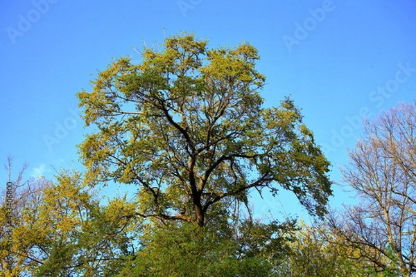 Obraz A beautiful lonely tree. With a large branched crown. Sun at sunset. scenery. blue sky. park area.