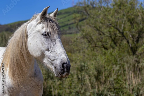 Fototapeta Lusitano mare portrait looking cute. Outside on pasture and happy.