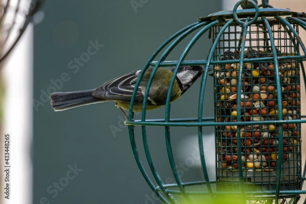 Fototapeta tit bird in a bird feeder