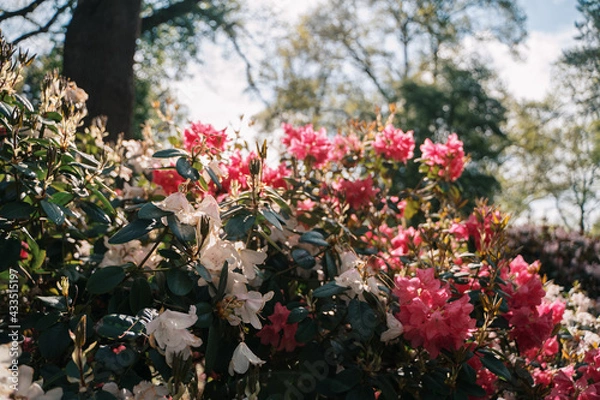 Fototapeta beautiful flowers in spring in a park