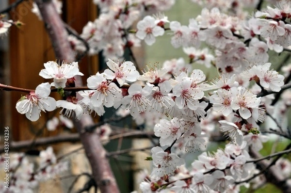 Fototapeta White apricot flowers