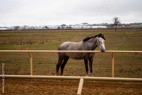 Fototapeta Alone grey horse standing at levanda paddock near the fence. Horse field. Grey horse walling at the field