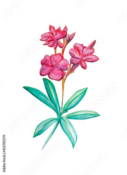 Fototapeta Watercolor illustration of oleander flower