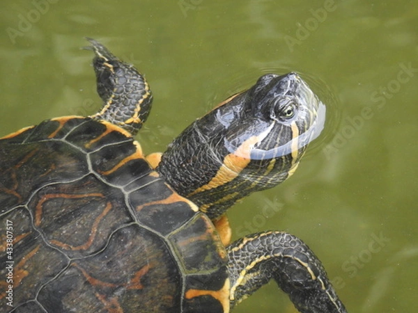 Fototapeta turtle