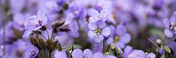 Fototapeta Panorama of flowers of Jacob's Ladder, Polemonium 'Heavenly Blue', in spring