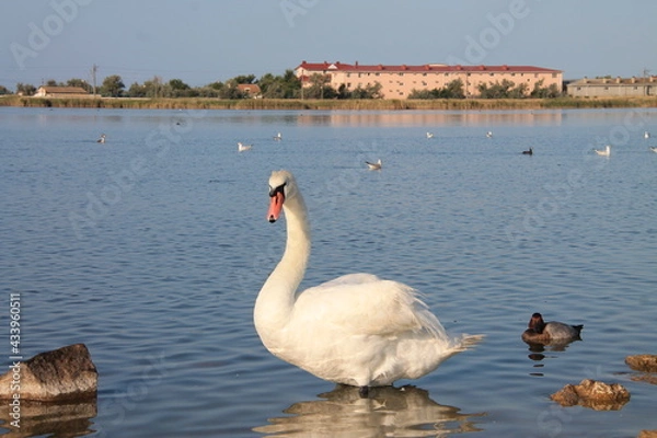 Fototapeta swan on the lake