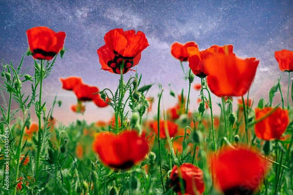 Fototapeta poppy field bottom view summer concept