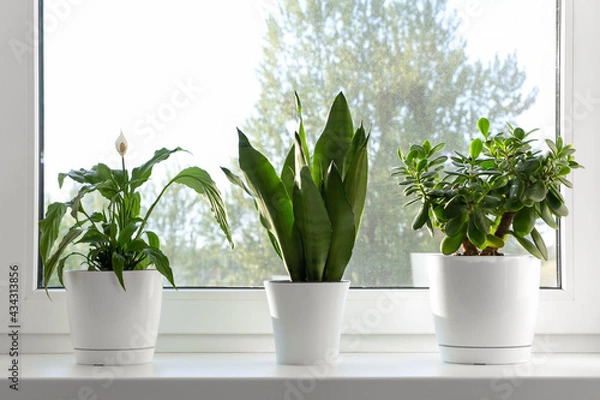 Fototapeta Home plants in white pots on the windowsill: Sansevieria, Crassula ovata, Spathiphyllum. Home plants care concept. Houseplants in a modern interior.