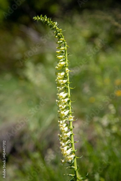 Fototapeta Macrophotographie de fleur sauvage - Digitale jaune - Digitalis lutea