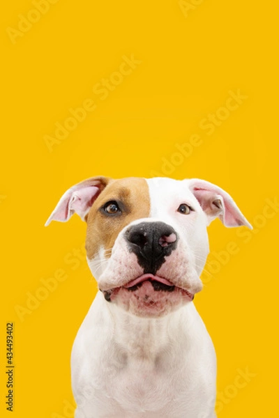 Fototapeta Funny American Staffordshire dog making a flat. Isolated on yellow background