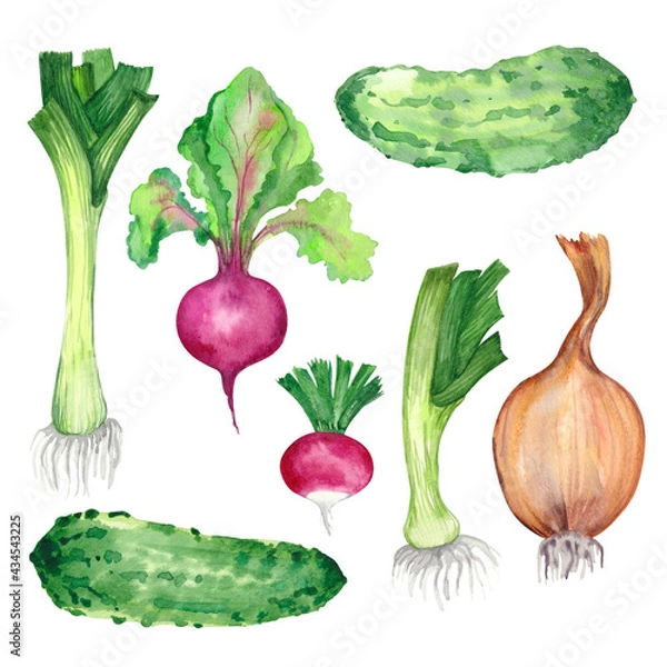 Fototapeta watercolor set of vegetables for salad