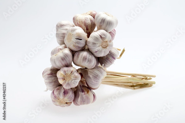 Fototapeta fresh garlic  on white background