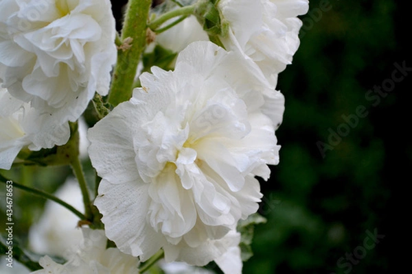 Fototapeta Beautiful flower abstract background of nature. Summer landscape. Mallow. Malva. Alcea Large, curly flowers. Gardening, White flowers. Delicate beautiful flowers. Summer flower bed