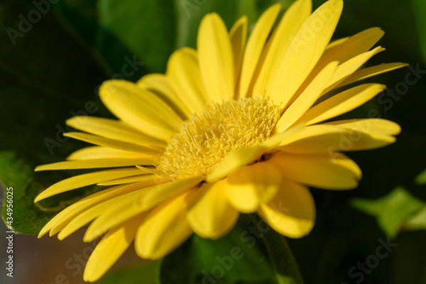 Fototapeta The flower of the yellow gerbera