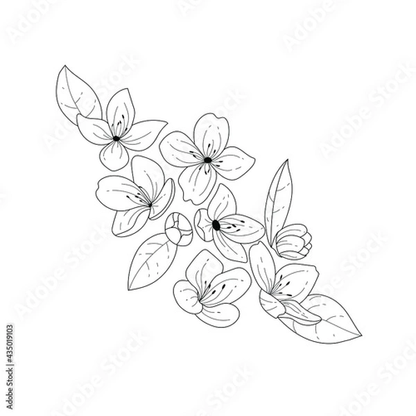 Fototapeta Botanical illustration. Jasmine flower. Black and white flower arrangement. Sketch hand drawing of a flower, linear art on a white background. Vector illustration