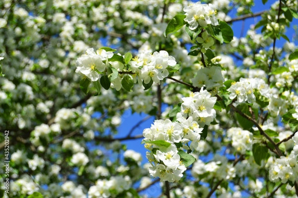 Fototapeta Apple blossom with white flowers on a blue sky background.