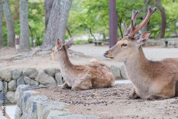 Fototapeta A family of deer relaxing on a stone wall in Nara Park.