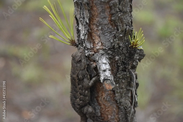 Fototapeta Reptile on the tree