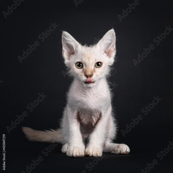 Fototapeta Cute Chocolate tabby tonkinese point LaPerm cat kitten, sitting facing front. Looking straight to camera with green to be eyes and sticking out tongue. Isolated on a black background.