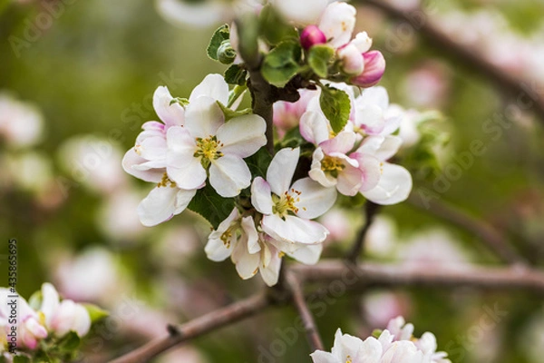 Fototapeta Beautiful macro view of a branch of a blossoming apple tree.