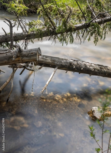 Fototapeta Pine tree over water