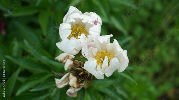 Fototapeta White Flower on the Park Ground